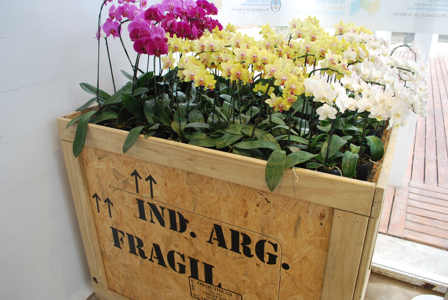 Flores