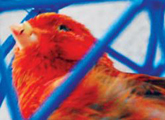 pájaro en jaula